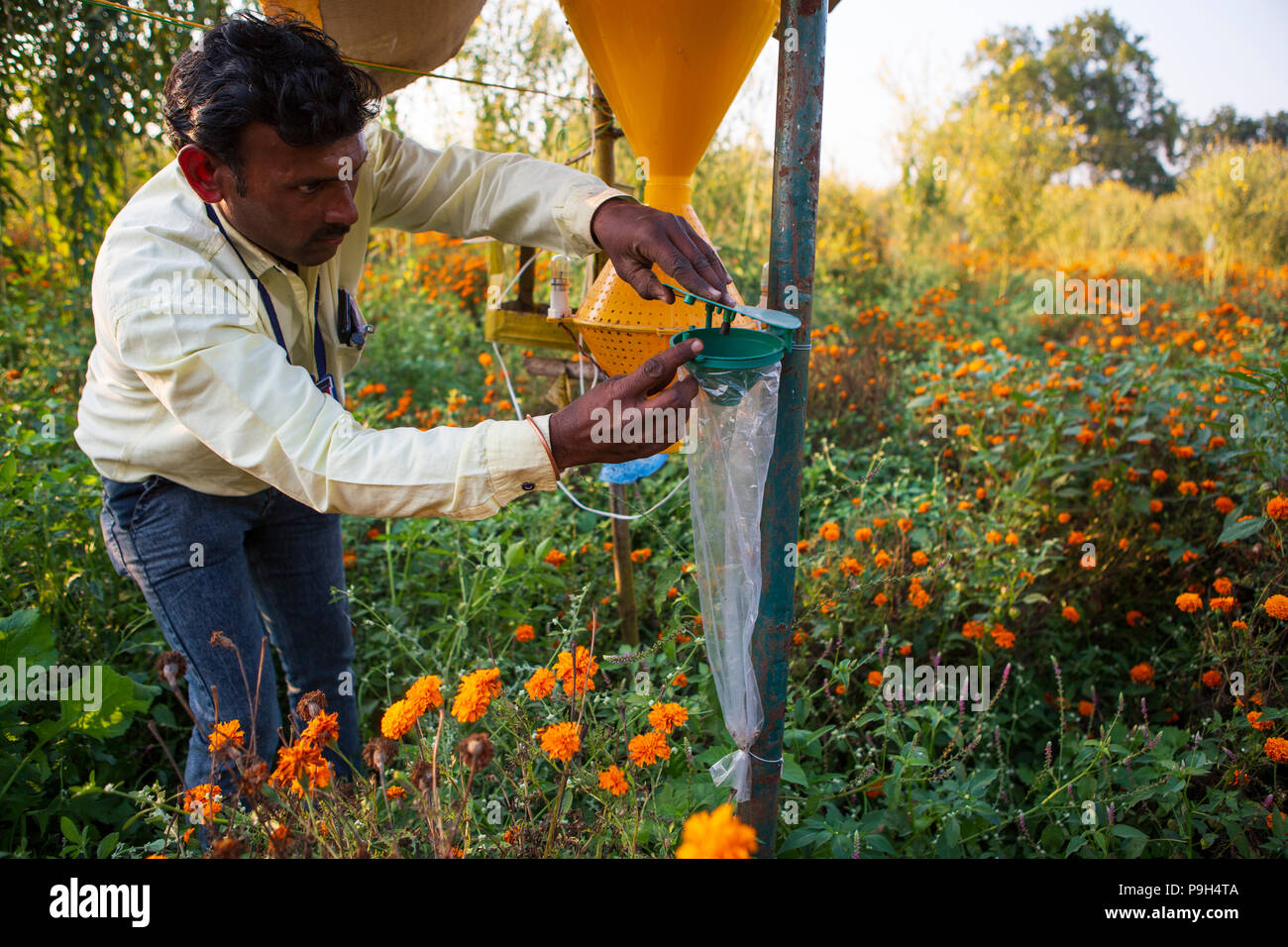 Ein Mann prüft einen Insektenfalle, um mehr über die verschiedenen Tiere und Insekten Pflanzen bei Vasudha organische Solution Center ziehen lernen. Stockfoto