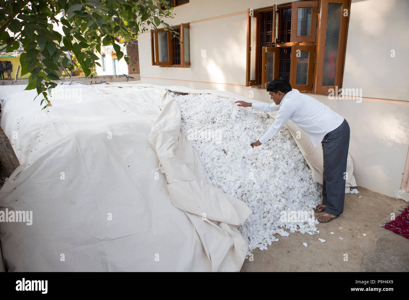 Ein baumwollfarmer deckt Hup seine Baumwollernte miteinem Blatt außerhalb seines Hauses in Madhya Pradesh, Indien Stockfoto