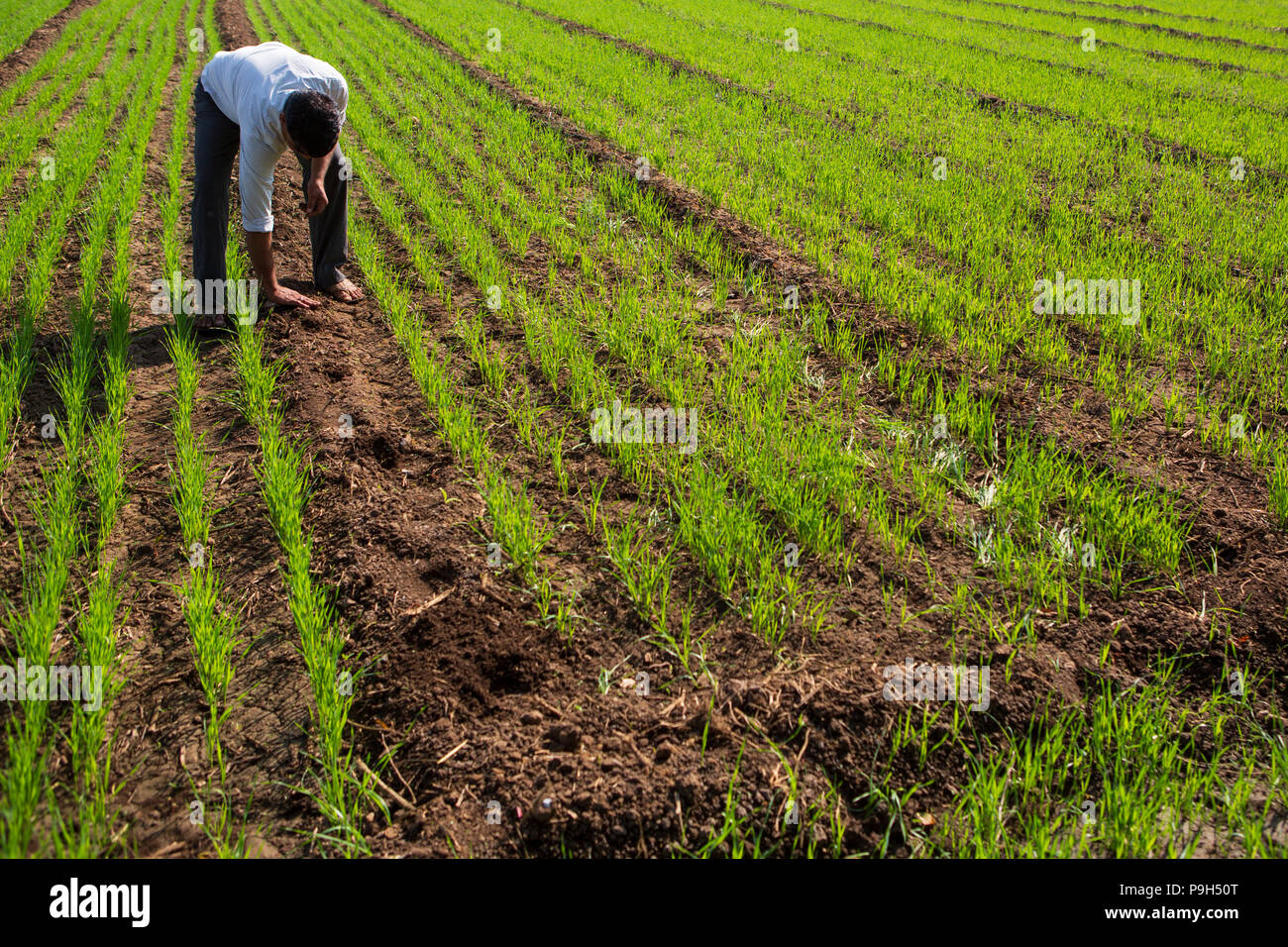 Ein Bauer prüft seine neue Kulturpflanzen auf seiner Farm in Madhya Pradesh, Indien. Stockfoto