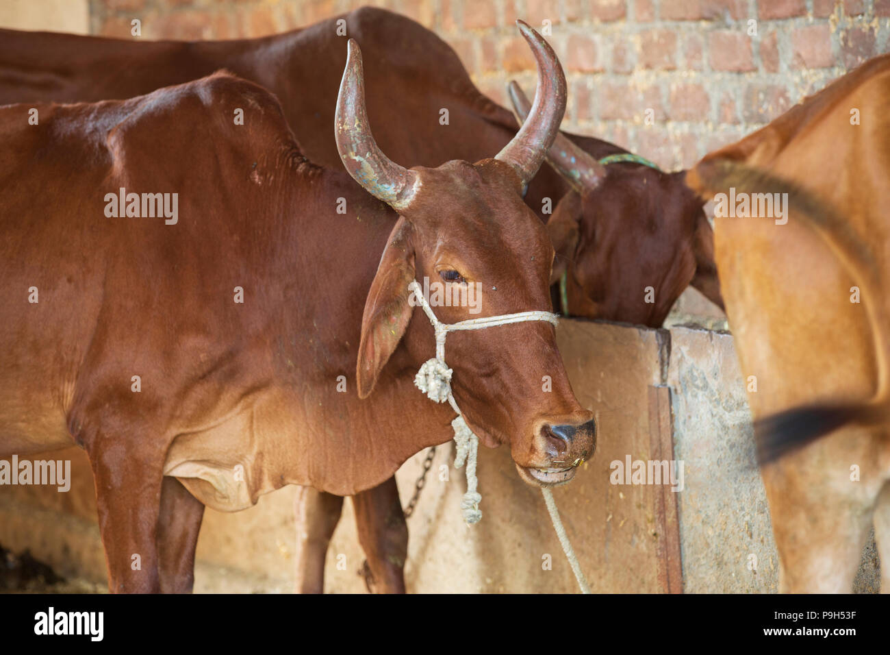 Kühe angebunden durch den Kopf auf einem Bauernhof in Indien Stockfoto