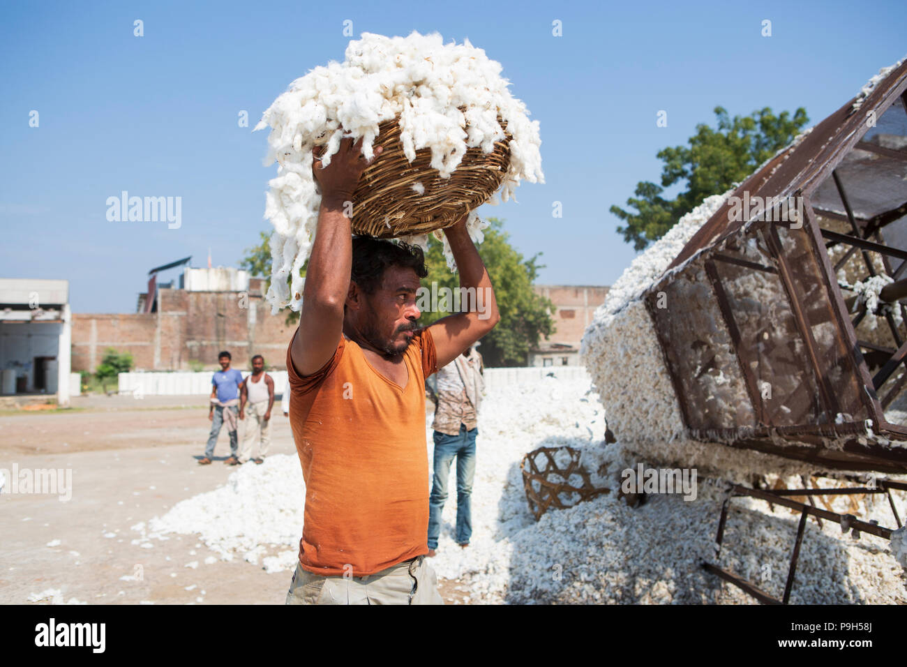 Ein Mann, der einen Korb aus organischer Baumwolle über seinem Kopf an der Baumwolle Entkörnungsunternehmen in Madhya Pradesh, Indien. Stockfoto