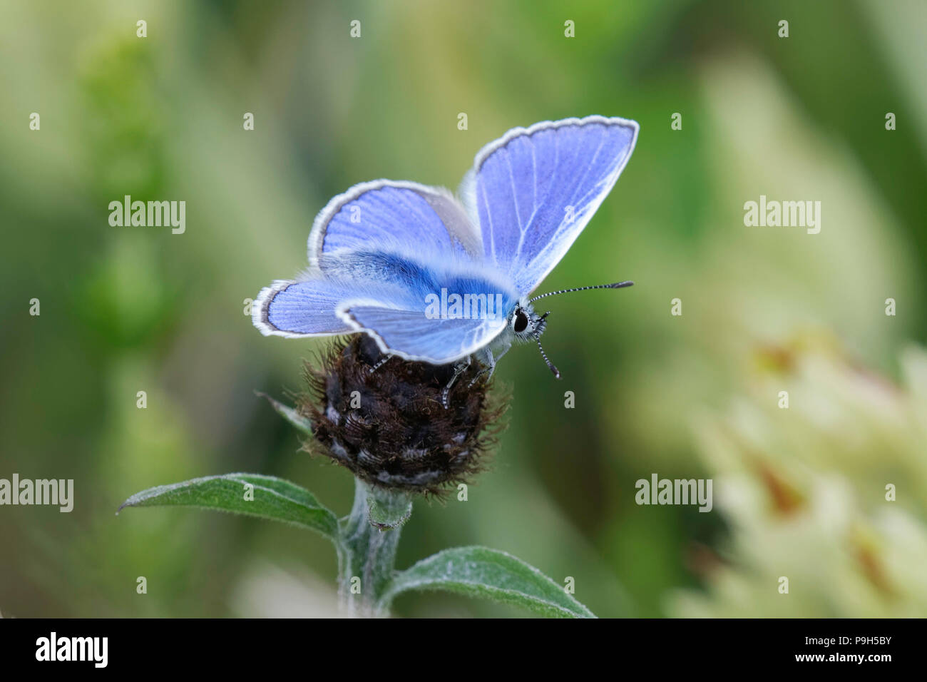Gemeinsame Blauer Schmetterling Fütterung auf Flockenblume Stockfoto