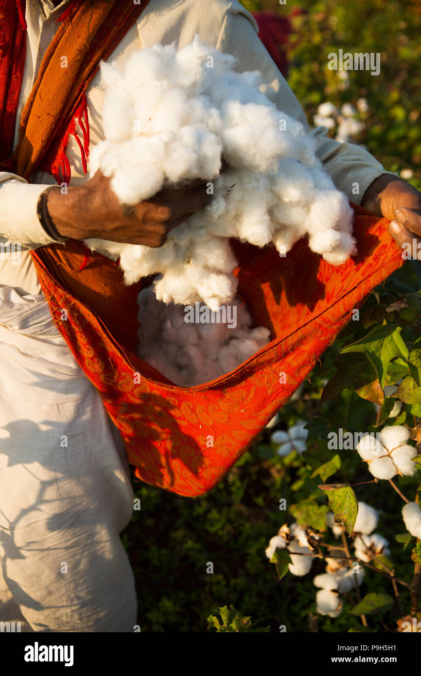 Ein Bauer Ernte organische Baumwolle auf dem Bauernhof der Familie in Sendhwa, Indien. Stockfoto