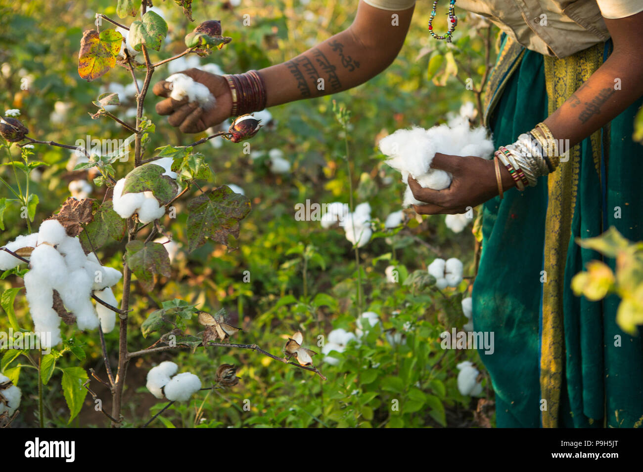 Weibliche Bauern Hände Ernte organische Baumwolle auf dem Bauernhof der Familie in Sendhwa, Indien. Stockfoto