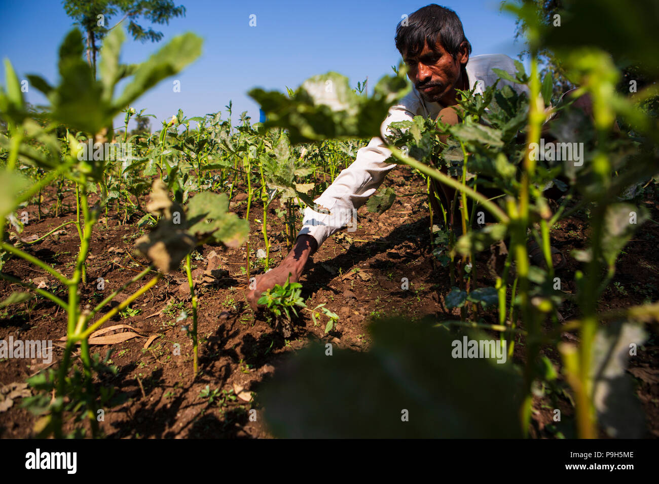 Ein Bauer jätet sein Gemüse auf seiner Farm, Sendhwa, Indien. Stockfoto