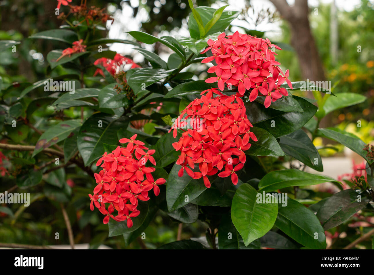 Flamme des Woods (ixora coccinea), Rot, drei Cluster von Blumen - Davie, Florida, USA Stockfoto