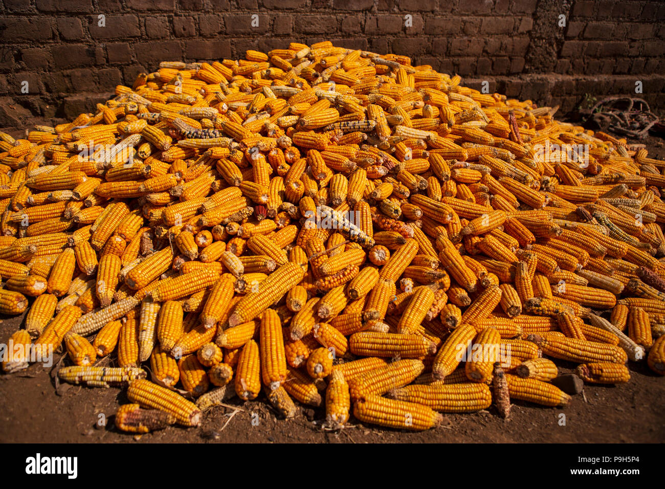 Ein Haufen von Mais im ländlichen Indien. Stockfoto