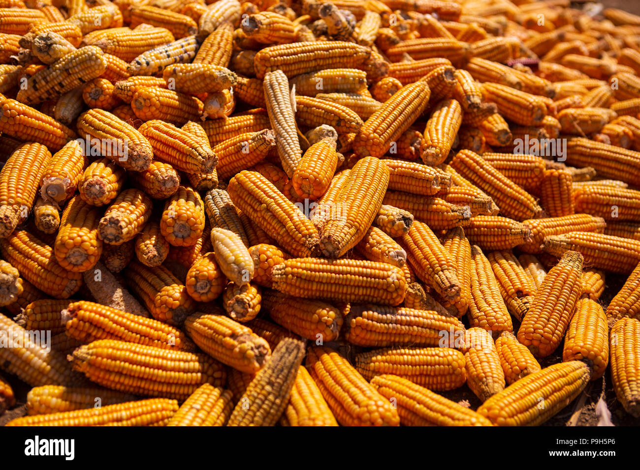 Ein Haufen von Mais im ländlichen Indien. Stockfoto
