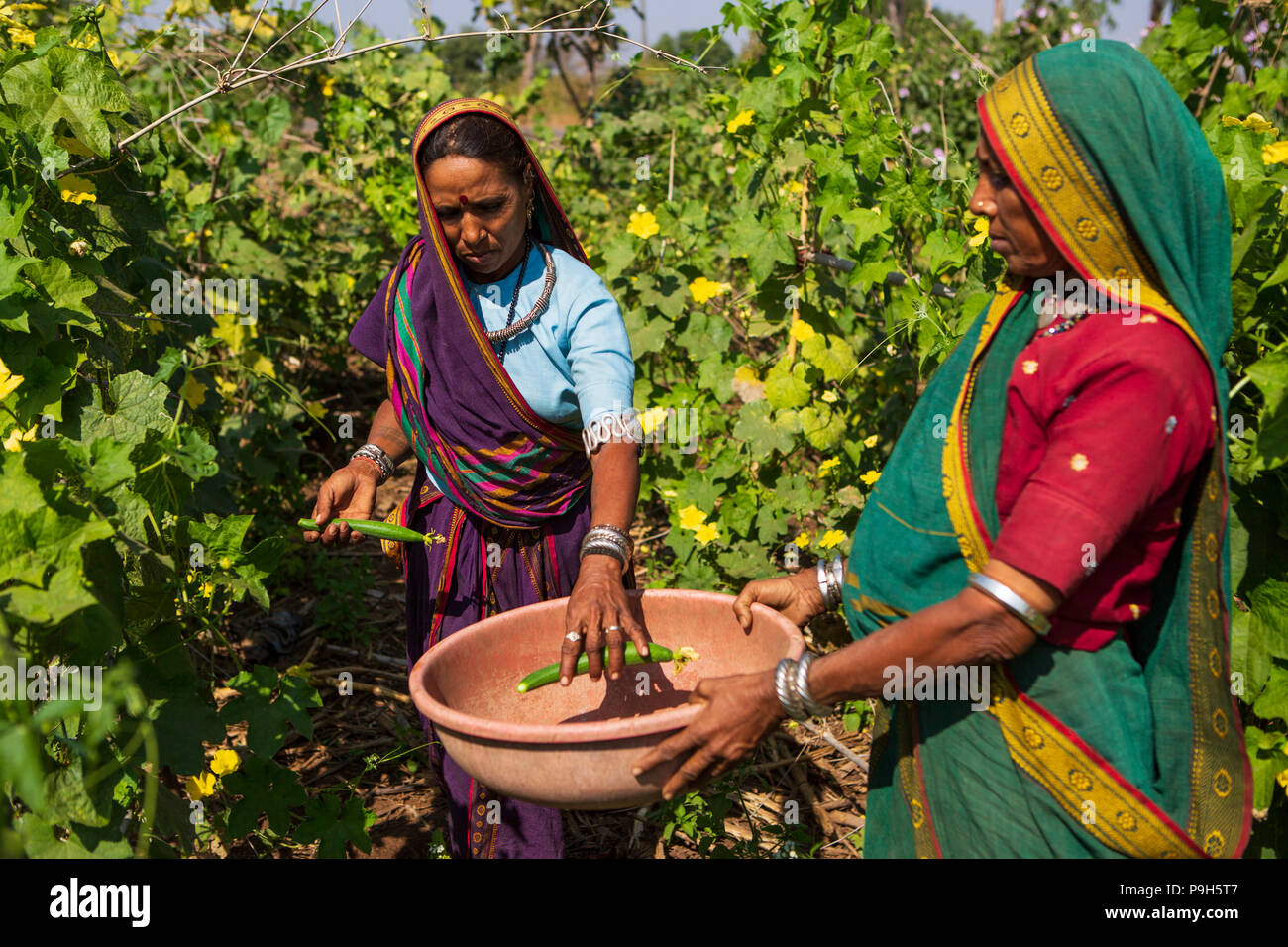 Eine weibliche Landwirt Kommissionierung organische Zucchini auf ihrer Farm in Sendhwa, Indien. Stockfoto