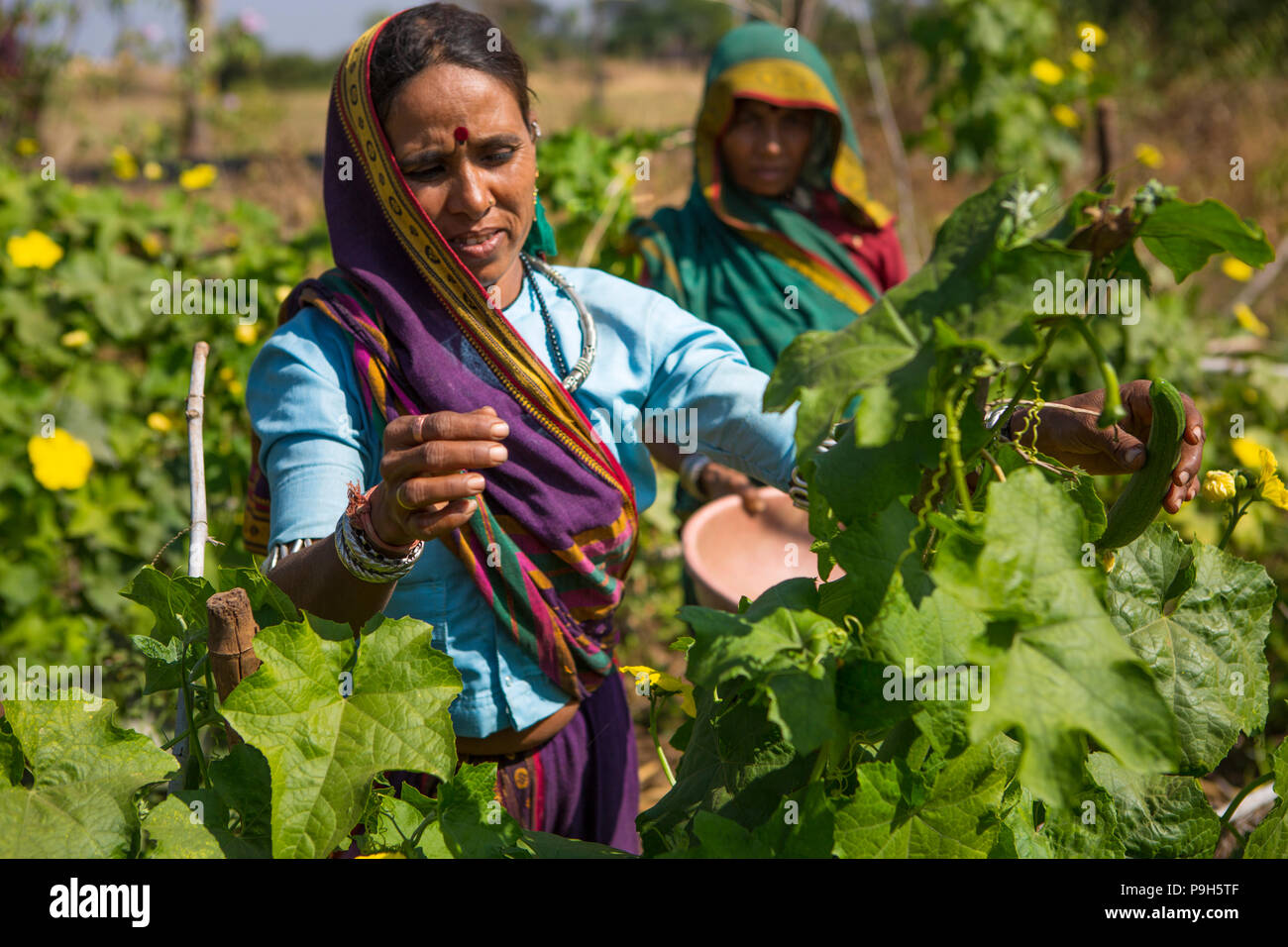 Eine Frau Kommissionierung einige Gemüse auf ihrem Bauernhof in Sendhwa, Indien. Stockfoto