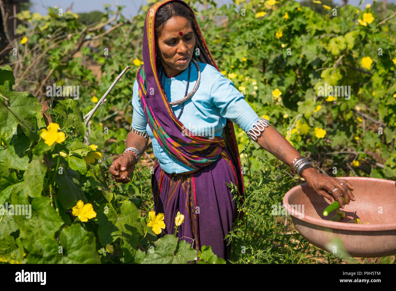 Eine weibliche Landwirt Kommissionierung organische Zucchini auf ihrer Farm in Sendhwa, Indien. Stockfoto