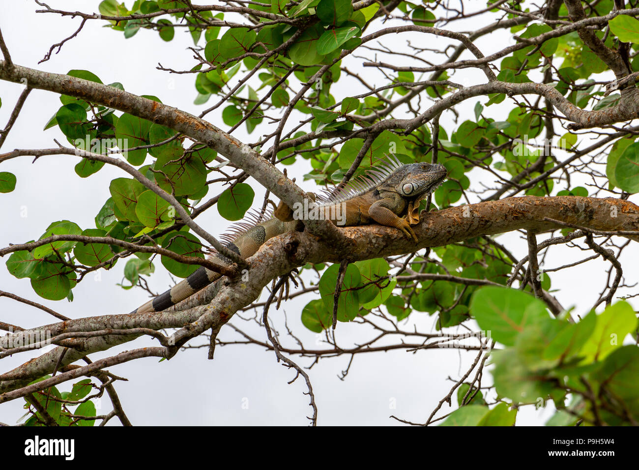 Grüner Leguan (Iguana iguana), männlich, Farbe orange, auf seagrape (Coccoloba uvifera) Ast-Topeekeegee Yugnee (TY) Park, Hollywood, Florida, USA Stockfoto