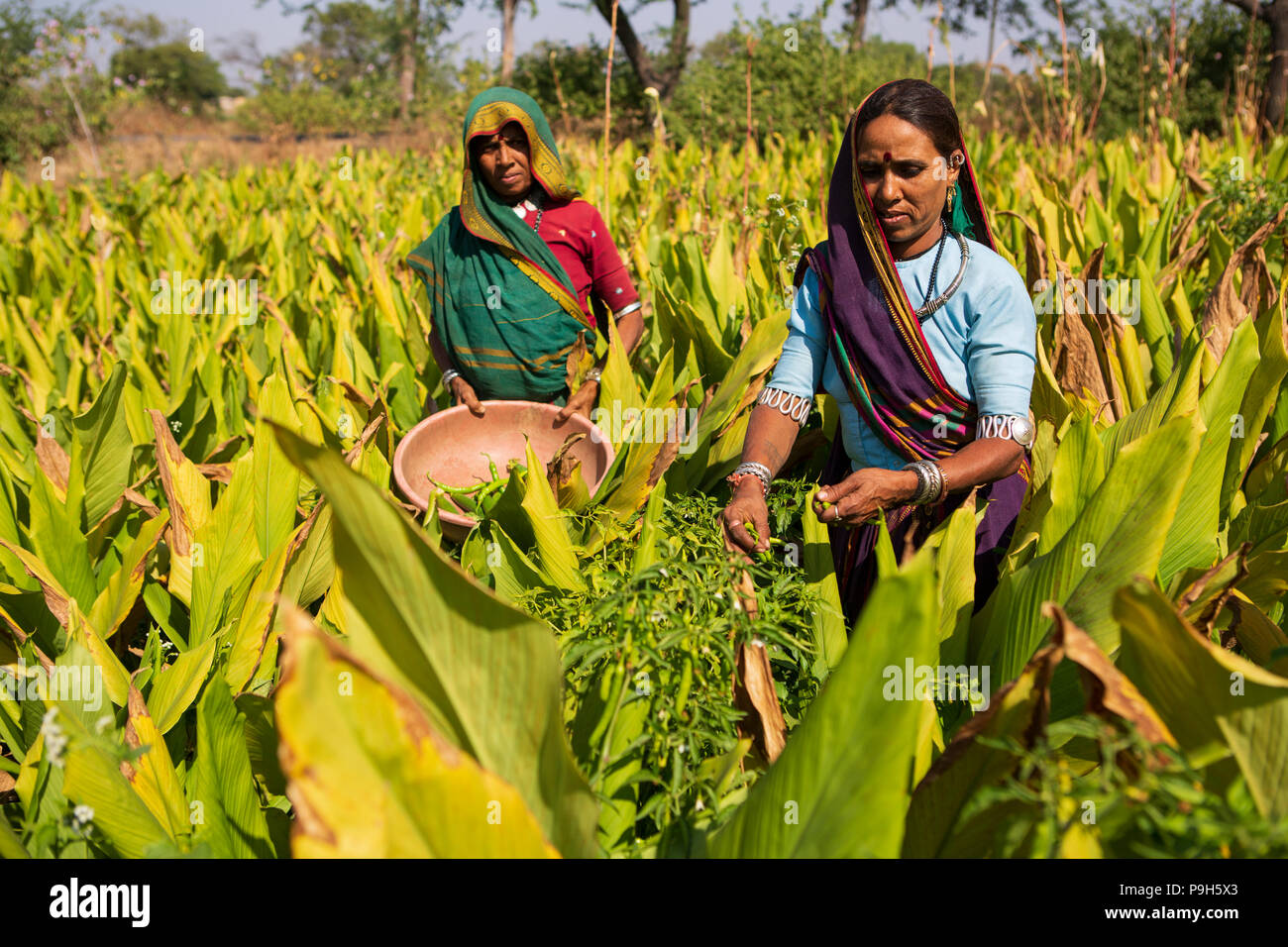 Eine Frau Entnahme frische Chilis auf ihrer Farm in Sendhwa, Indien. Stockfoto