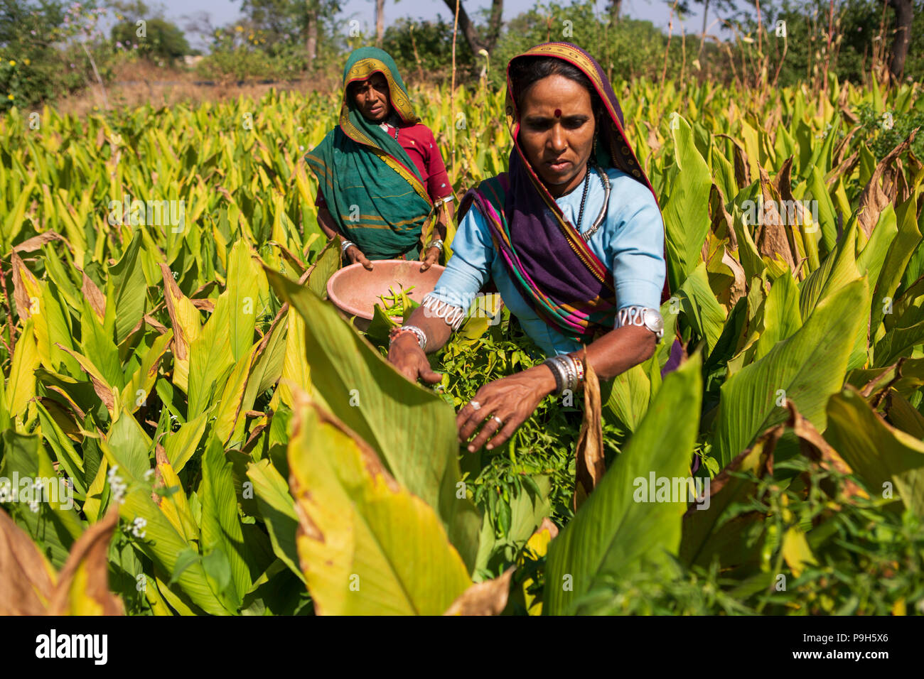 Eine weibliche Landwirt Kommissionierung chilis auf ihrer Farm in Sendhwa, Indien. Stockfoto