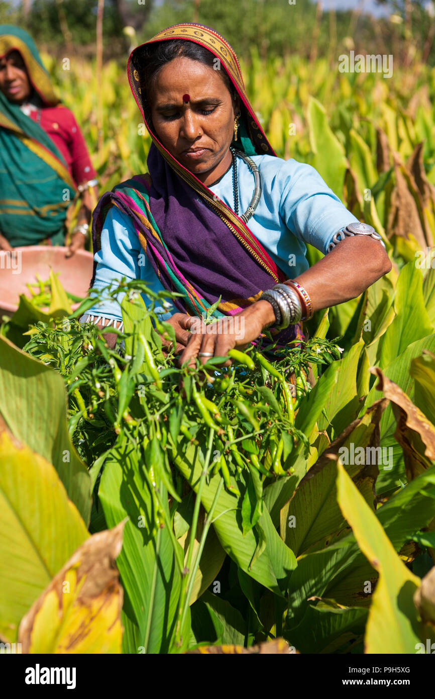 Eine weibliche Landwirt Kommissionierung chilis auf ihrer Farm in Sendhwa, Indien. Stockfoto