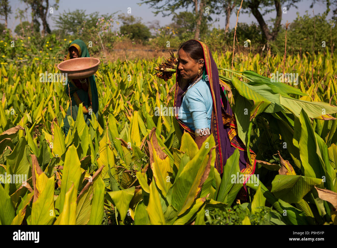 Eine Frau Entnahme Gelbwurz auf ihrer Farm in Sendhwa, Indien. Stockfoto