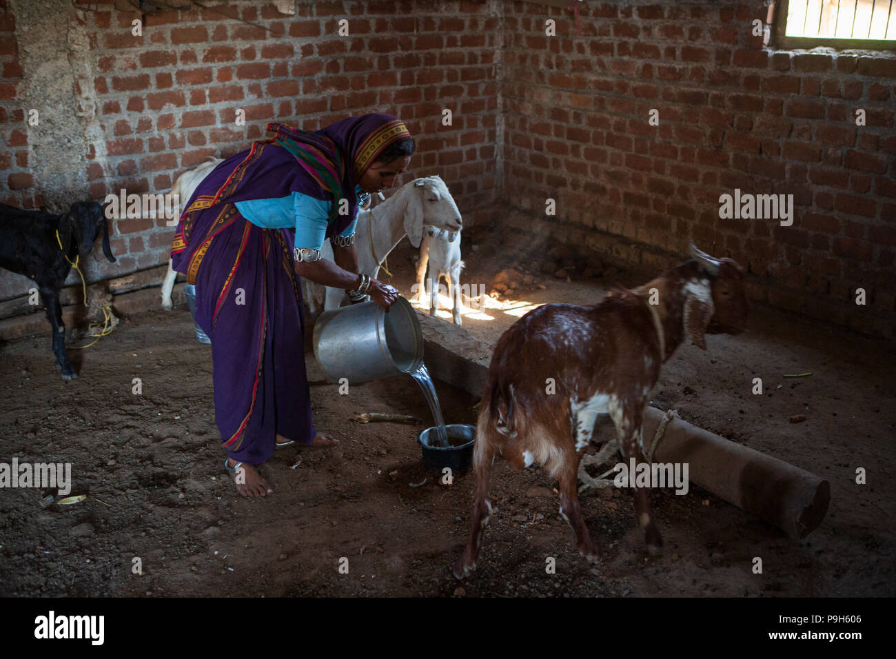Eine Frauen gießen frisches Wasser in eine Schüssel für ihre Ziegen in ihrem Haus im ländlichen Indien. Stockfoto