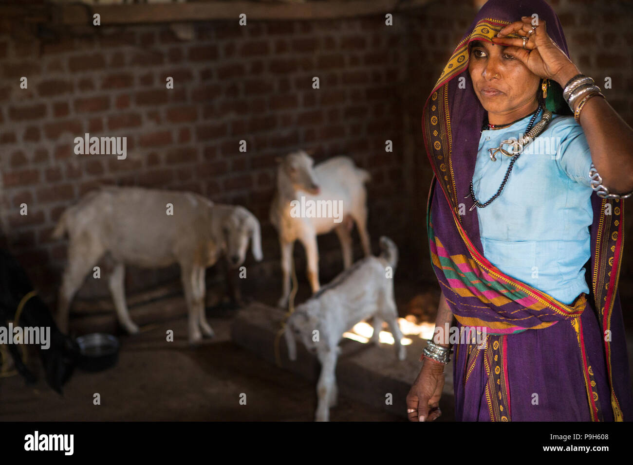 Eine Frau, die ihre Ziegen füttern in Ihrem Haus auf ihrem Bauernhof in Sendhwa, Indien. Stockfoto