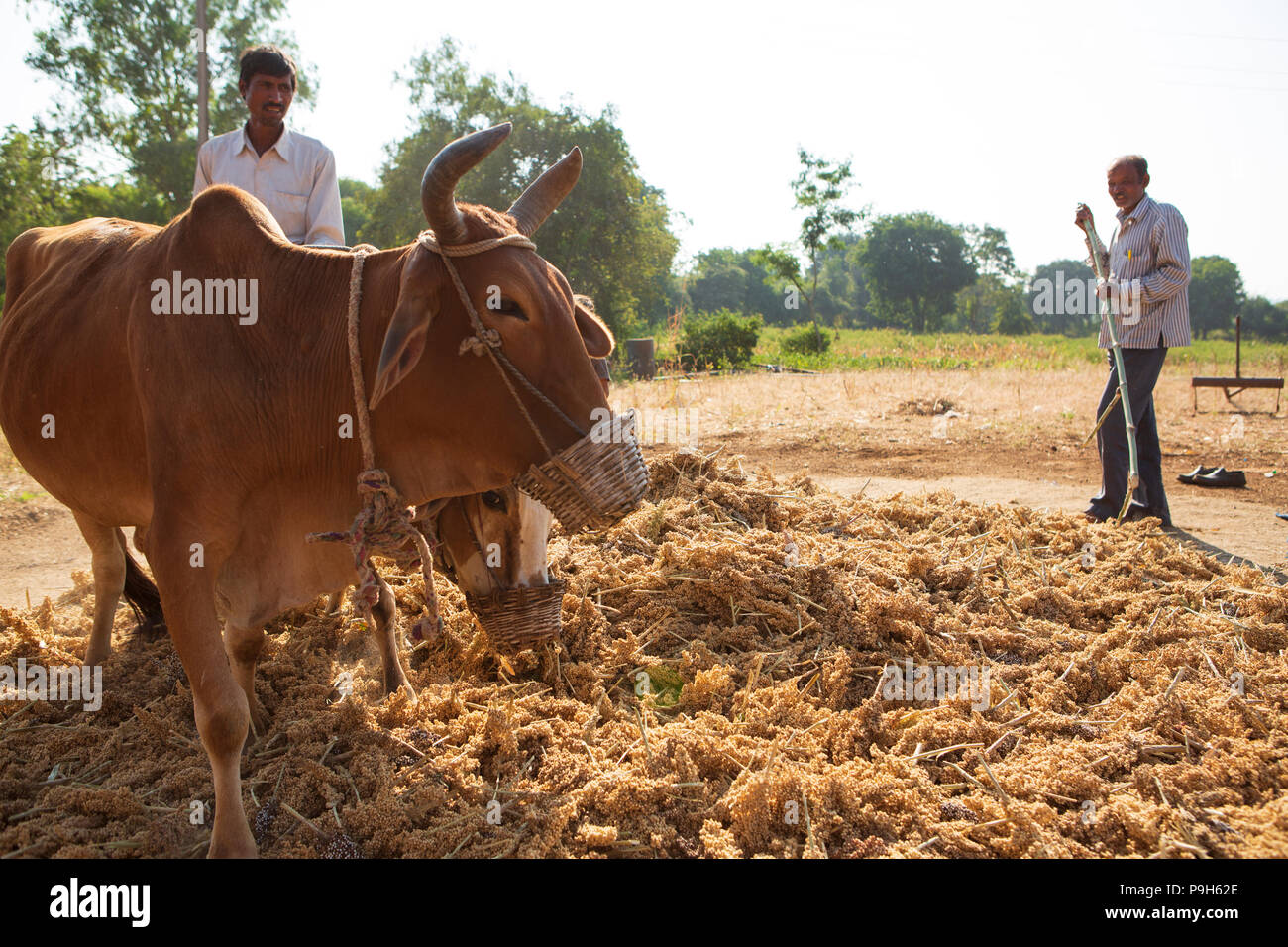 Ein Landwirt mit Kühen zu helfen den Samen aus seinem Erntegut zu trennen. Stockfoto