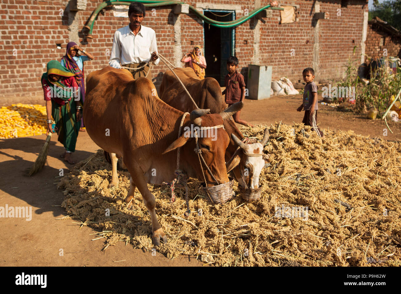 Ein Landwirt mit Kühen zu helfen den Samen aus seinem Erntegut zu trennen. Stockfoto