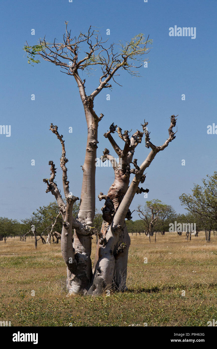 Moringa Baum im Märchenwald, Sprokieswoud, Etosha Stockfoto