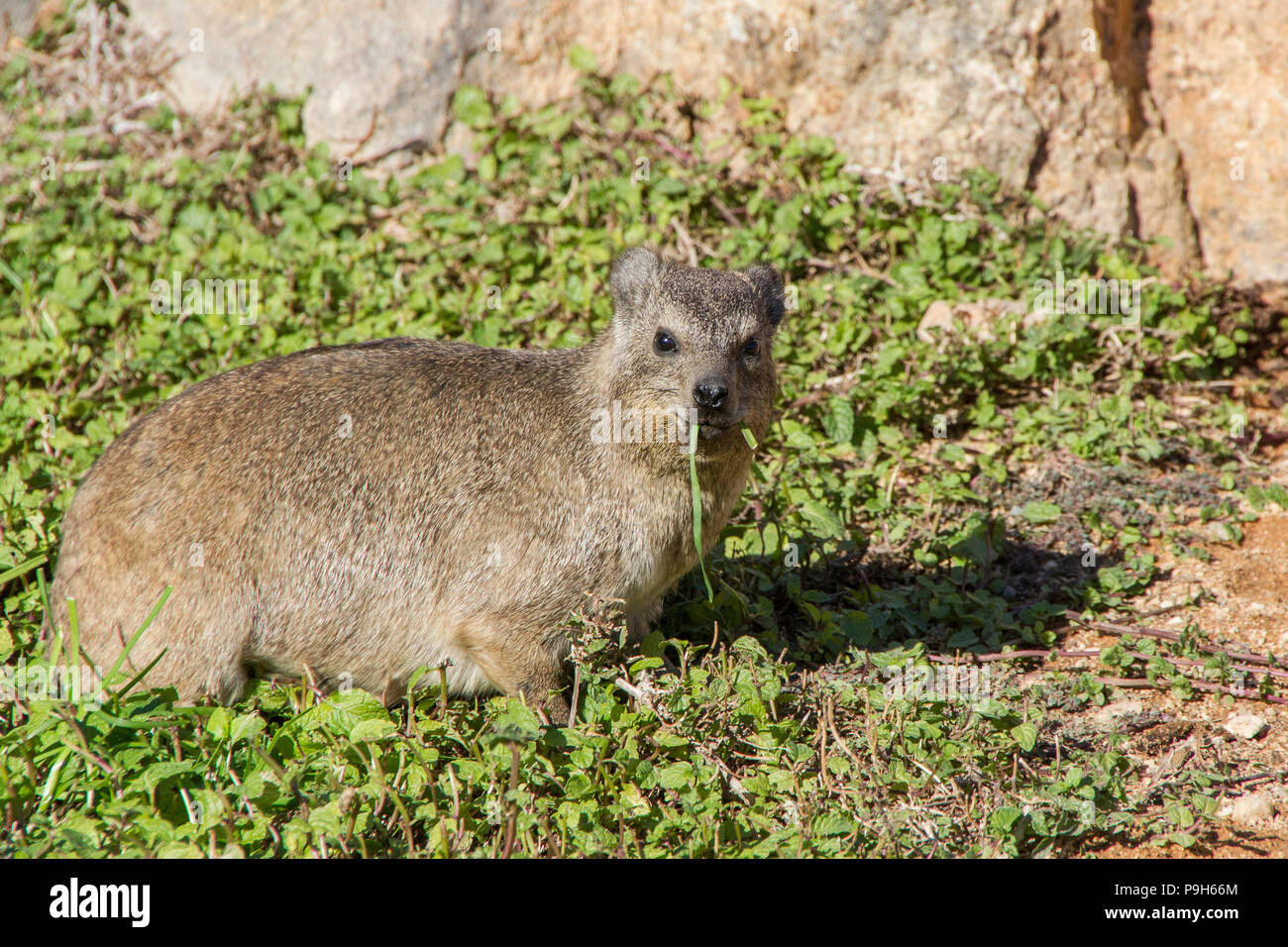 Klippschliefer, Kap Hyrax oder Rock Badger - Procavia capensis - Essen der Vegetation im Augrabies Falls Nationalpark in Südafrika. Stockfoto