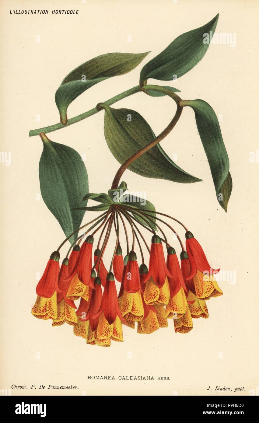 Bomarea Multiflora (Bomarea Caldasiana). Farblitho von Pieter de Pannemaeker von Jean Linden l ' Illustration Horticole, Brüssel, 1885. Stockfoto