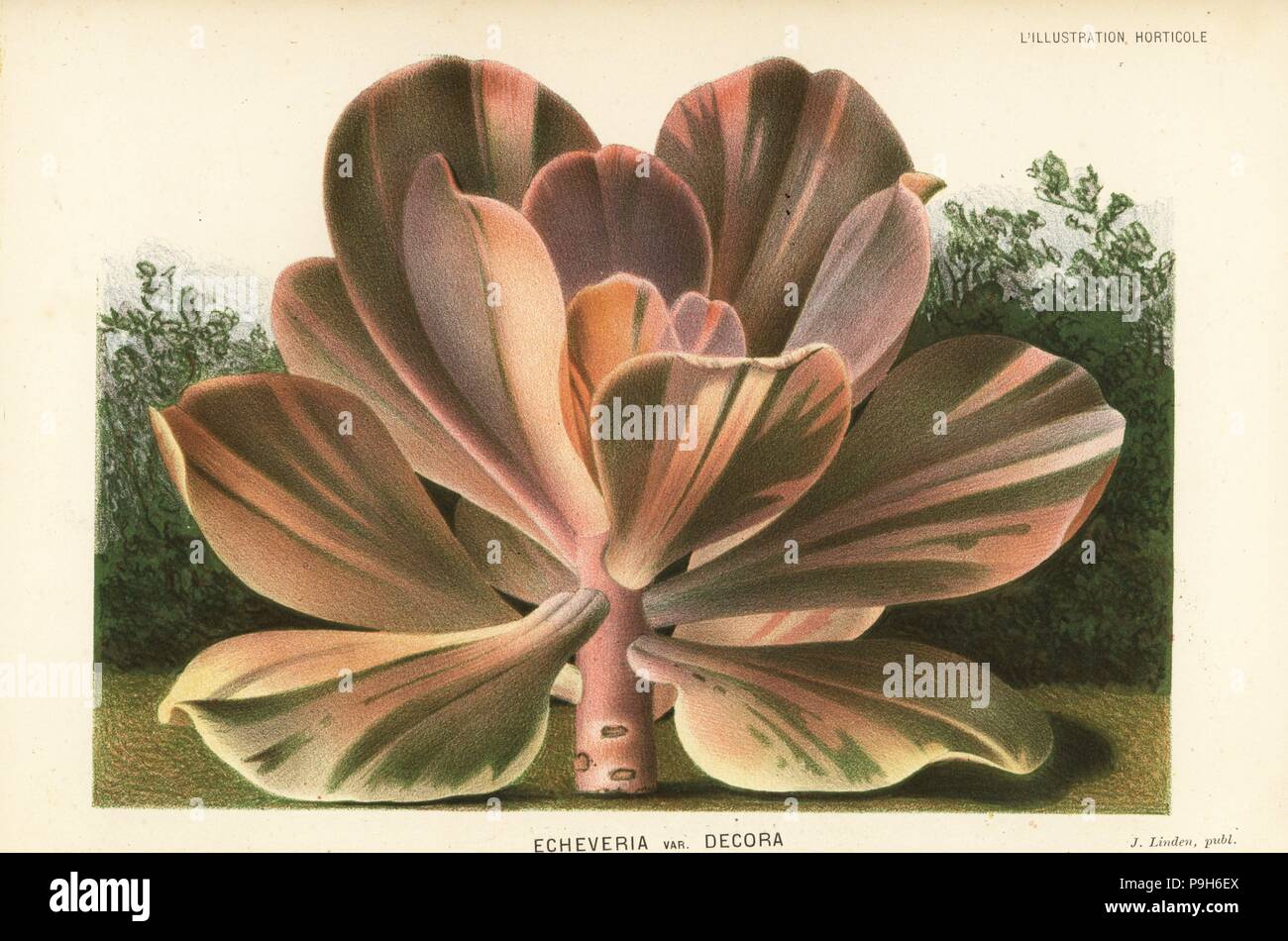 Echeveria Gibbiflora (Echeveria Metallica var Decora). Farblitho von P. de Pannemaeker von Jean Linden l ' Illustration Horticole, Brüssel, 1883. Stockfoto