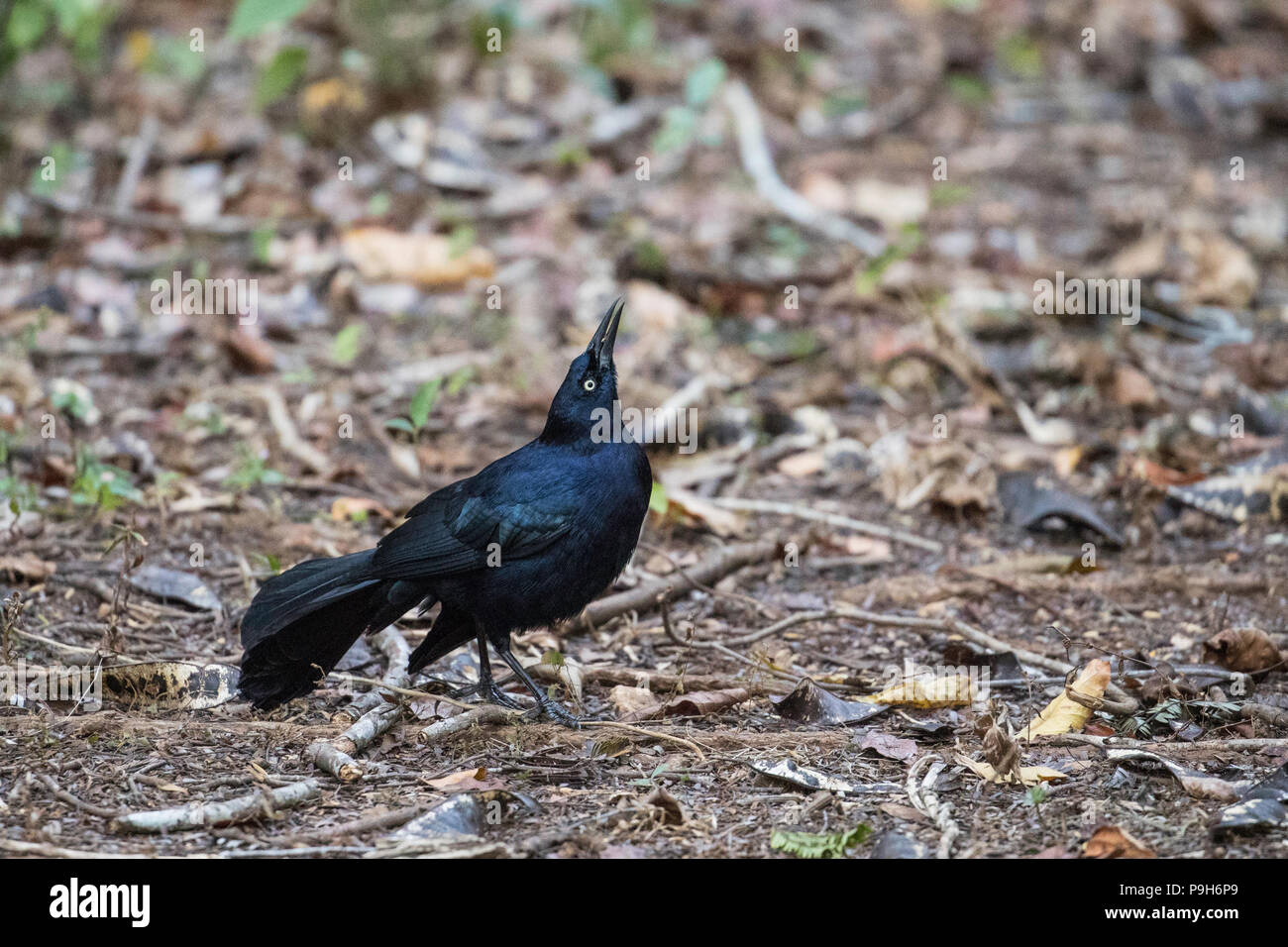 Ein erwachsener Greater Antillean grackle, Quiscalus Niger, Zapata Nationalpark, Kuba. Stockfoto