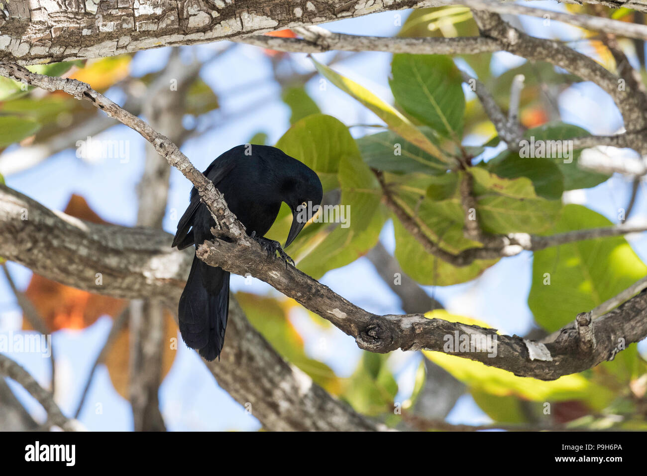 Ein erwachsener Greater Antillean grackle, Quiscalus Niger, Zapata Nationalpark, Kuba. Stockfoto
