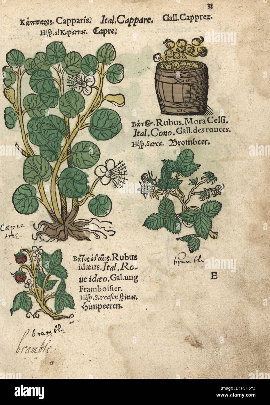 Rubus idaeus illustration Fotos und Bildmaterial in hoher Auflösung