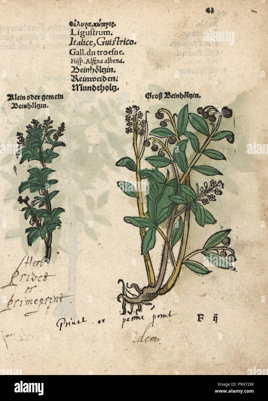 Liguster-Arten, Ligustrum Vulgare. Handkoloriert Holzschnitt Gravur eine  botanische Illustration von Adam Lonicers Krauterbuch oder Kruter,  Frankfurt am Main, 1557. Dies aus einem 17. Jahrhundert Pirate Edition oder  Atlas Illustrationen nur, mit ...