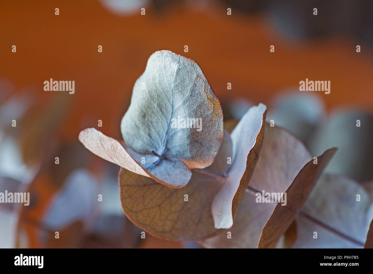 Eukalyptus Blätter auf hölzernen Tisch Stockfoto