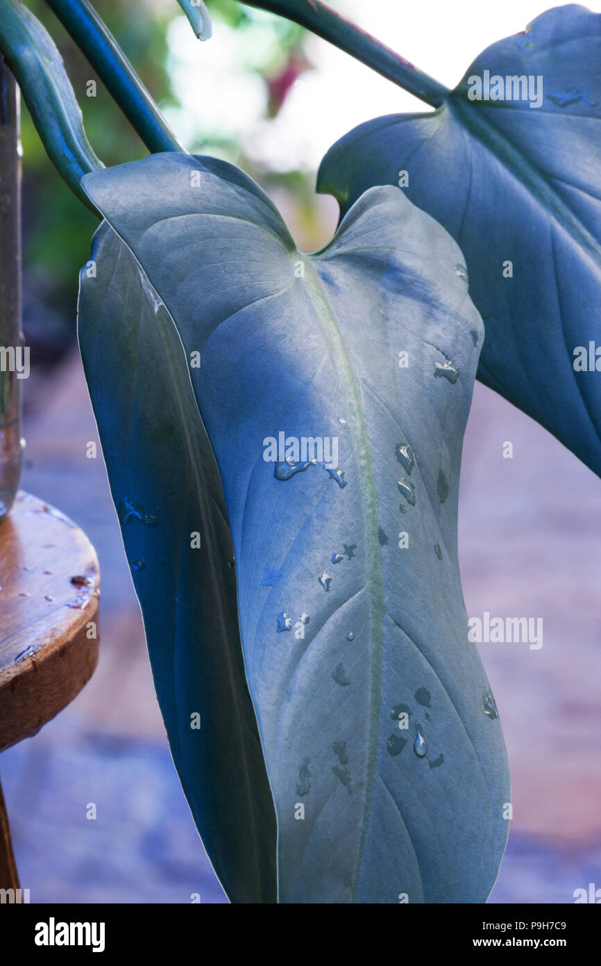 PHILODENDRON HASTATUM, Silber Schwert Pflanze Stockfoto