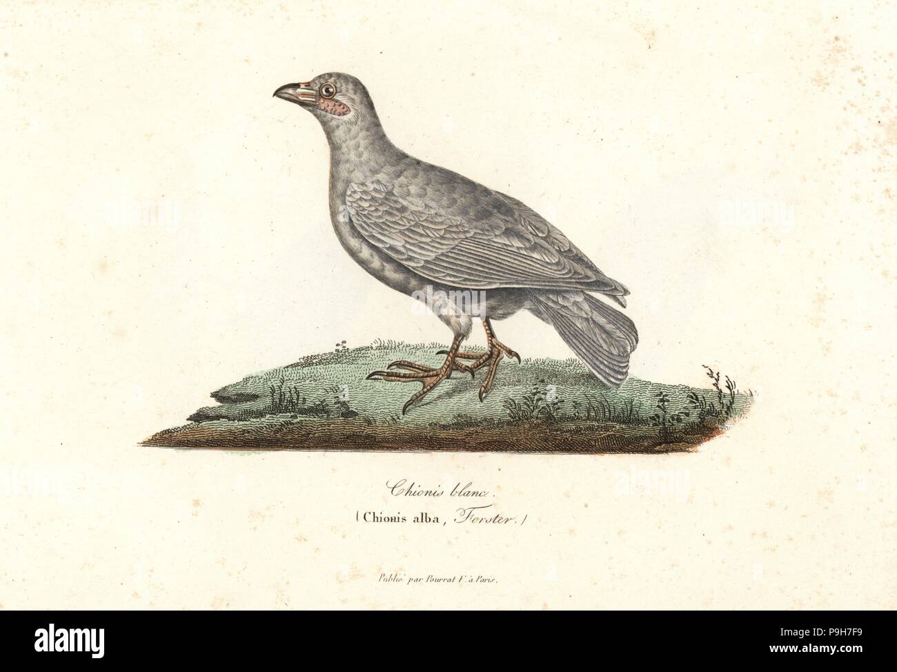 Snowy Chionis sheathbill, Albus. Papierkörbe Kupferstich von Rene Primevere der Lektion ergänzt de Buffon, Pourrat Freres, Paris, 1838. Stockfoto