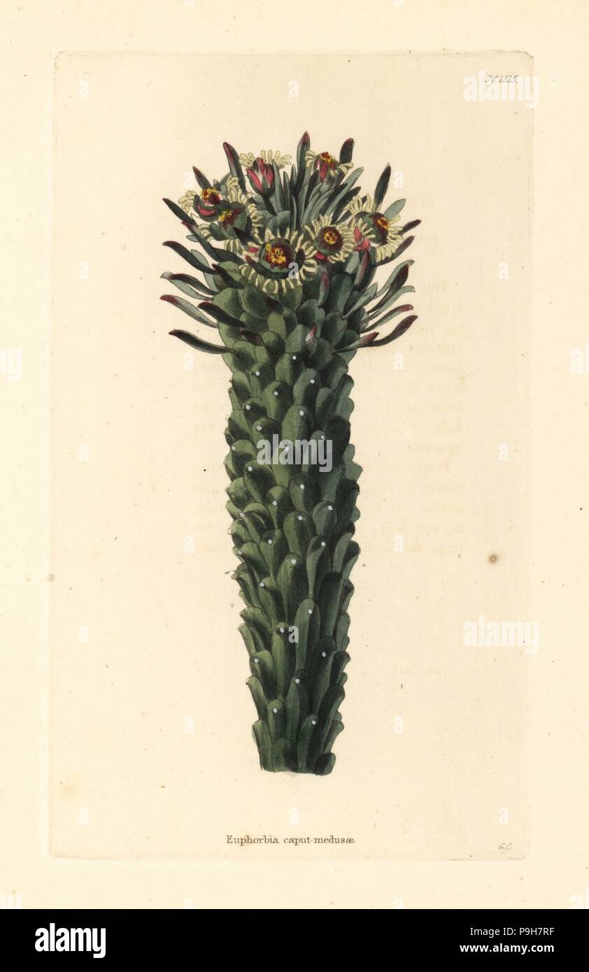 Medusas Kopf, Euphorbia Caput-Medusen. Handkoloriert Kupferstich von George Cooke von Conrad Loddiges botanisches Kabinett, Hackney, 1828. Stockfoto