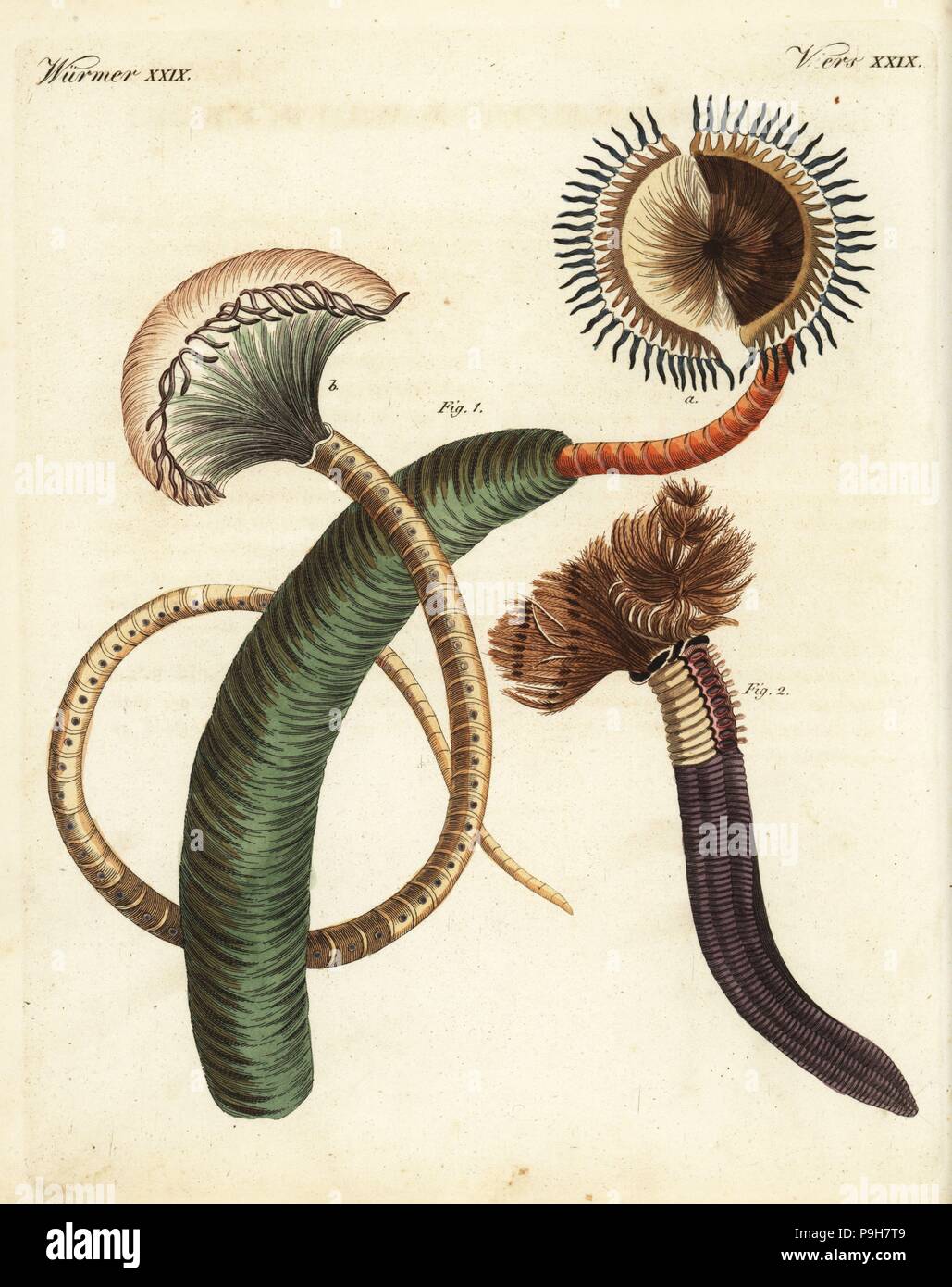 Peacock Wurm, Izabel pavonina, und Staubwedel Wurm, Bispira volutacornis. Papierkörbe Kupferstich von Johann Friedrich Bertuch's Bilderbuch pelz Kinder (Bilderbuch für Kinder), Weimar, 1823. Stockfoto