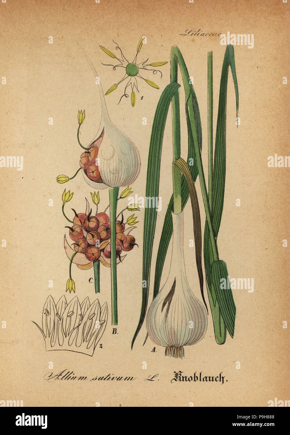 Knoblauch, Allium Sativum. Papierkörbe Kupferstich von Dr. Willibald Artus' Hand-Atlas sammtlicher mediinisch-Pharmaceutischer Gewachse, (Handbuch der alle medizinisch-pharmazeutischen Anlagen), Jena, 1876. Stockfoto