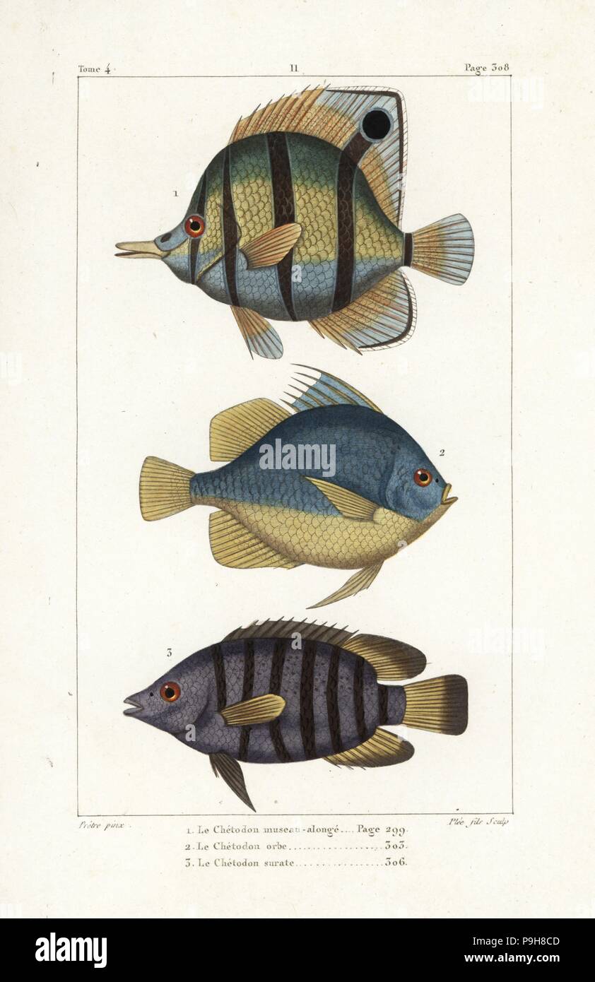 Copperband Falterfische, Chelmon Rostratus, Runde Spadefish, Ephippus Orbis und grünes Chromide, Etroplus Suratensis. Handkoloriert Kupferstich von Plee Jr. nach einer Illustration von Jean-Gabriel Pretre von Bernard Germain de Lacepede Natural History ovipar Vierbeiner, Schlangen, Fische und Wale und Delfine, Eymery, Paris, 1825. Stockfoto