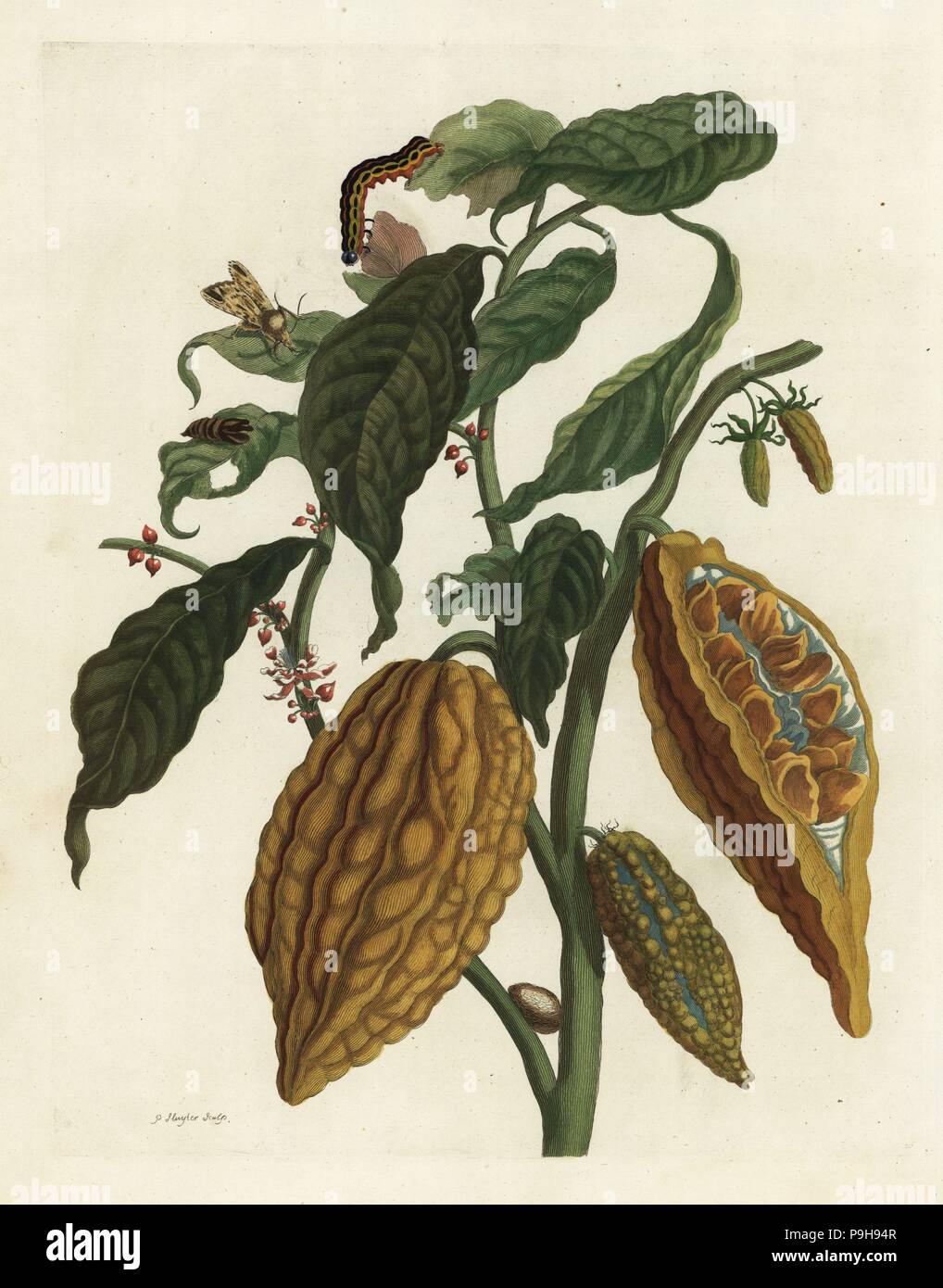 Kakao oder Kakaobaum und Obst, Theobroma cacao. Papierkörbe Kupferstich von S. Sluyter nach einer Illustration von Maria Sibylla Merian von Metamorphose der Insekten von Surinam, Metamorphosis insectorum Surinamensium, Den Haag, 1705. Stockfoto