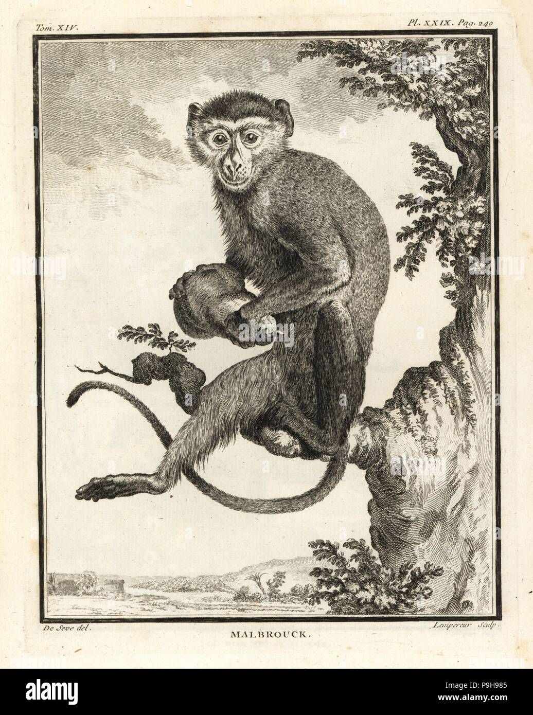 Malbrouck, Chlorocebus cynosuros, weiblich. Kupferstich von Lempereur nach einer Illustration von Jacques de Seve von Georges-Louis Leclerc, Comte de Buffon Histoire Naturelle, Imprimerie Royale, Paris, 1766. Stockfoto