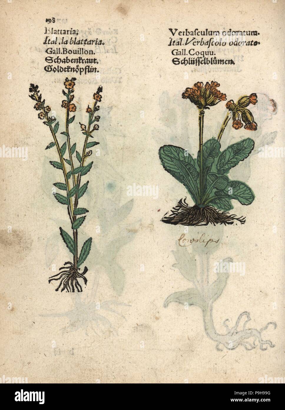 Moth mullein, Molène blattaria, Schlüsselblume, Primula Veris. Papierkörbe Holzschnitt Gravur einer botanischen Abbildung von Adam Lonicer Krauterbuch's, oder Pflanzliche, Frankfurt, 1557. Dieses von einem 17. Jahrhundert pirate Edition oder Atlas von Abbildungen nur mit Untertiteln in Latein, Griechisch, Französisch, Italienisch, Deutsch und Englisch Manuskript. Stockfoto
