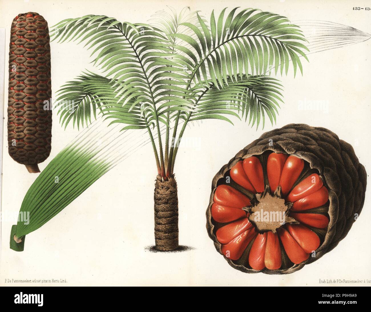 Zamia Roezlii. In der Nähe von bedrohten Tierarten Cycad. Gezeichnet und chromolithographed von P. de Pannemaeker von Jean Linden l ' Illustration Horticole, Brüssel, 1873. Stockfoto