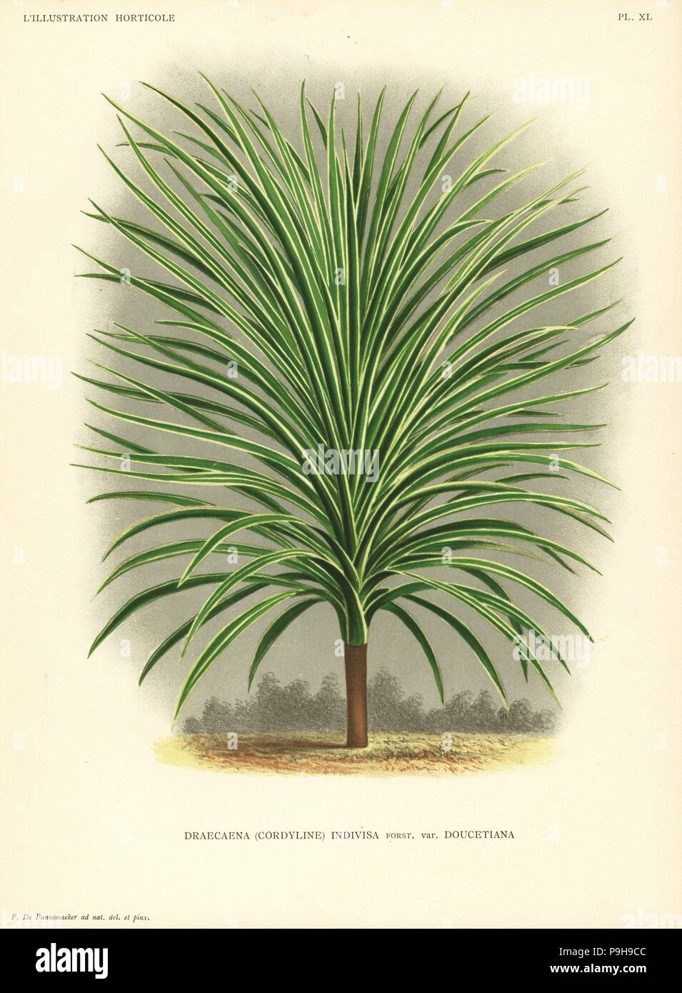 Cordyline indivisa -Fotos und -Bildmaterial in hoher Auflsung  Alamy