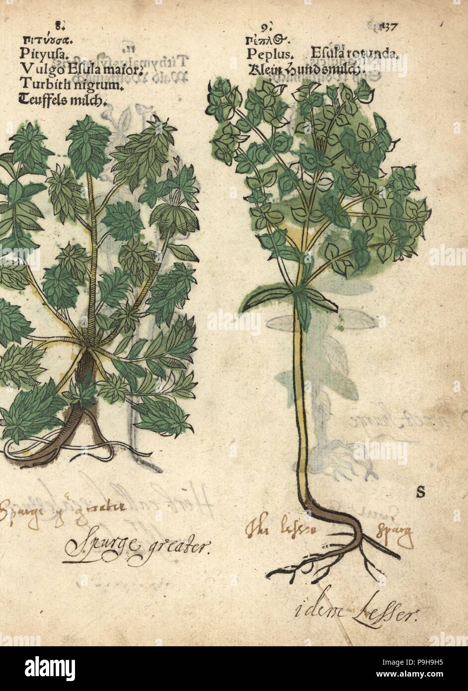Wolfsmilch, Euphorbia Esula und kleinlichen Wolfsmilch Euphorbia Peplus grün. Handkoloriert Holzschnitt Gravur eine botanische Illustration von Adam Lonicers Krauterbuch oder Kräuter, Frankfurt am Main, 1557. Dies aus einem 17. Jahrhundert Pirate Edition oder Atlas Illustrationen nur, mit Untertiteln in Latein, Griechisch, Französisch, Italienisch, Deutsch und in Englisch Manuskript. Stockfoto