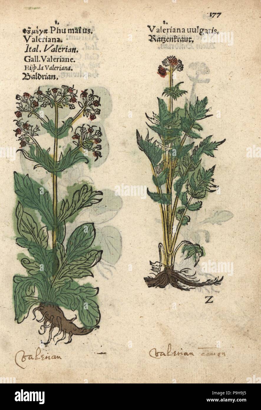 Garten Baldrian, Valeriana Officinalis. Handkoloriert Holzschnitt Gravur eine botanische Illustration von Adam Lonicers Krauterbuch oder Kräuter, Frankfurt am Main, 1557. Dies aus einem 17. Jahrhundert Pirate Edition oder Atlas Illustrationen nur, mit Untertiteln in Latein, Griechisch, Französisch, Italienisch, Deutsch und in Englisch Manuskript. Stockfoto