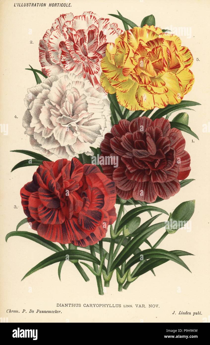 Neue Sorten von Nelken aus dem Garten von Baron Pycke de Ten Aerde, Dianthus Caryophyllus. Rodolphe Coumont 1, Präsident Jules Malou 2, Directeur Emile Rodigas 3, Madame J. Linden 4 und Madame D. Vanden Hove 5. Farblitho von Pieter de Pannemaeker von Jean Linden l ' Illustration Horticole, Brüssel, 1885. Stockfoto