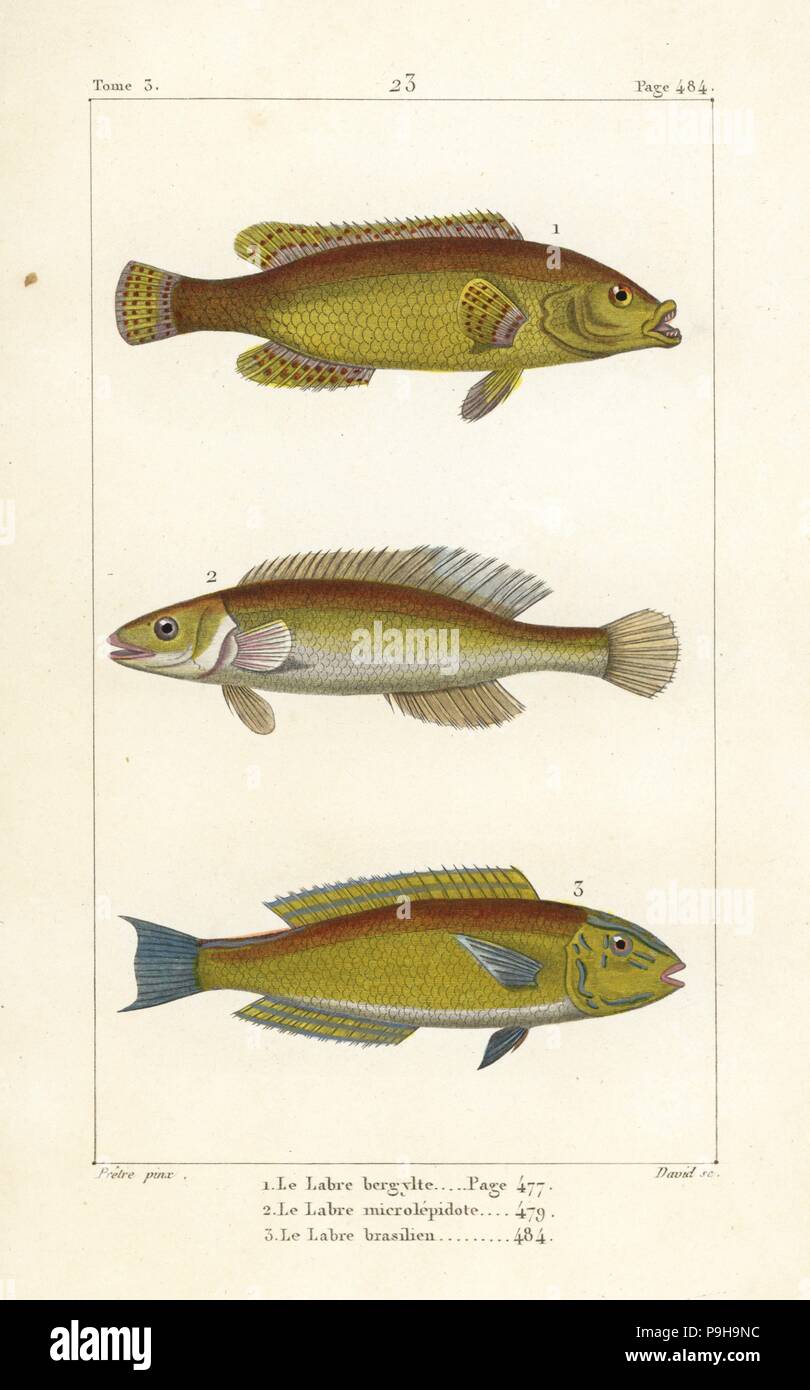 Ballan Wrasse, Labrus Bergylta Kuckuck Lippfische, Labrus Mixtus und brasilianischen Lippfisch Halichoeres Brasiliensis. Handkoloriert Kupferstich von David nach einer Illustration von Jean-Gabriel Pretre von Bernard Germain de Lacepede Natural History ovipar Vierbeiner, Schlangen, Fische und Wale und Delfine, Eymery, Paris, 1825. Stockfoto