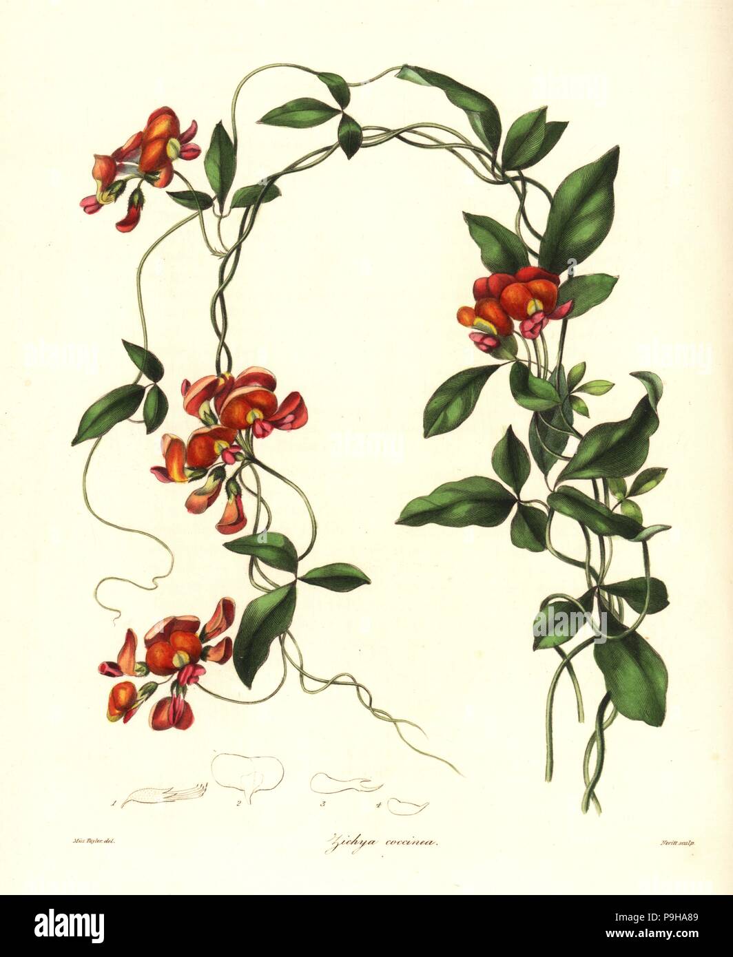 Coral Weinstock, Kennedia coccinea (viele Blüten, zichya Zichya coccinea). Papierkörbe Kupferstich von S. Nevitt nach einem botanischen Abbildung von Miss Jane Taylor von Benjamin Maund und Pfr. John Stevens Henslow der Botaniker, London, 1836. Stockfoto