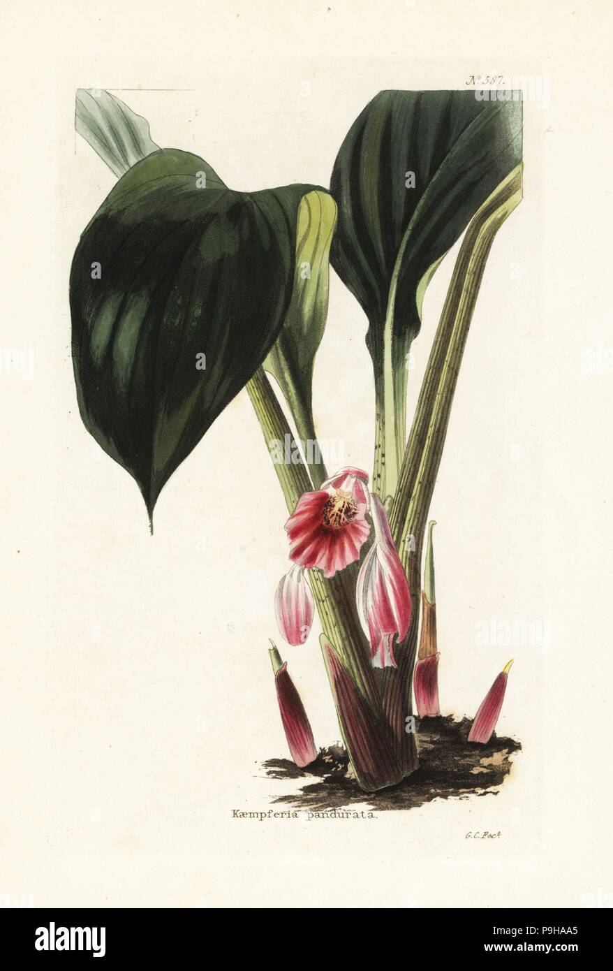 Chinesische Schlüssel oder fingerroot, Boesenbergia pandurata (Kaempferia rotunda). Papierkörbe Kupferstich von George Cooke von Conrad Loddiges' Botanische Cabinet, Hackney, London, 1821. Stockfoto